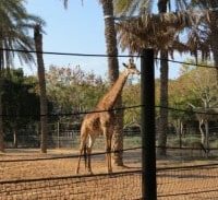 חשד: מרמה והלבנת הון בגן החיות בקרית מוצקין