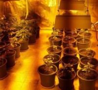 אישום: מעבדת הידרו, עשרות שתילים וגניבת חשמל