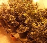 כשנתיים מאסר לחוזר בשאלה שגידל 87 ק"ג קנאביס