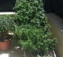 אישום: גידל מריחואנה כדי לצאת מחובות הימורים