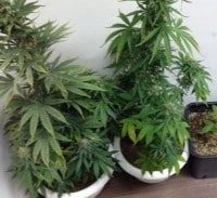 40 ימי מאסר על גידול 23 שתילי קנאביס