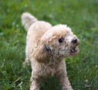 אישום: המתפלל דקר עובר אורח ליד בית הכנסת