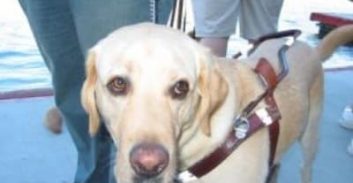 תביעה נגד "גט טקסי" ונהגי מוניות: סירבו להסיע עיוור עם כלב נחייה