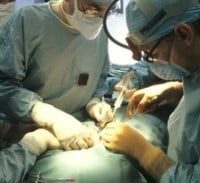 מיזם ההשתלות של פרופ' זכי שפירא והקומבינה החדשה