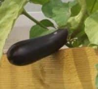 הנפילה: השוטרים חיפשו חממת הידרו, אבל מצאו מלפפונים ועגבניות