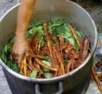 הפרקליטות: סם ה"איוואסקה" שימש בטקסי "היטהרות" סודיים