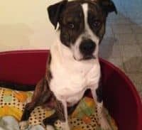 פה קבור הכלב