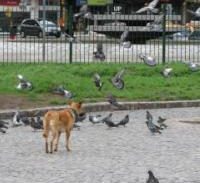 מאסר בפועל לנאשם שכלבו נשך כלבה אחרת