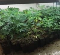 הנסיבות אכן מקלות: שנת מאסר לנכה צה"ל שגידל 46 ק"ג קנאביס