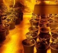 עבודות שירות לציבור ל"קוף" ממעבדת המריחואנה