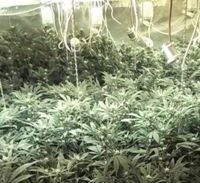 110 ק"ג מריחואנה במחסן בפ"ת