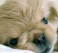 מאסר בפועל לנאשם שהתעלל בכלבתו