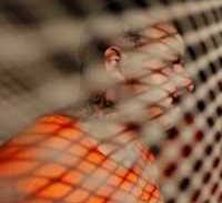 מחקר: פעם עבריין, תמיד עבריין?