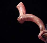 אישום: היכה נער בשופר