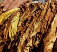 יבואנית טבק מירדן חשודה בהונאה של 15 מיליון שקל