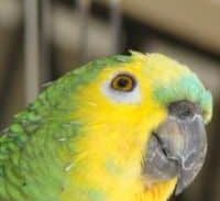 מי יגן על אוסף התוכים הנדיר?