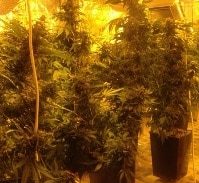 עסק משפחתי לגידול קנאביס