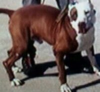 מה הקשר בין קרבות כלבים למטעני חבלה?