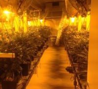 בעל חנות לחיות מחמד חשוד בהפעלת מעבדת הידרו