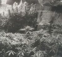 הנאשמים בגידול סמים הבריזו מהמשפט נגדם