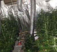 "הכריחו אותי לגדל מריחואנה כדי לכסות חובות"