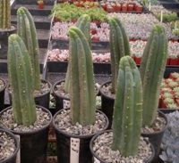 חידת סן פדרו