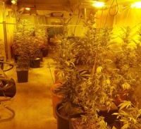 חולון: חשוד שגידל מאות שתילי מריחואנה במעבדת הידרו