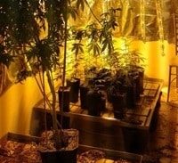 כפר סבא: מעבדת הידרו בדירה