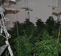 100 שתילים בעליית הגג