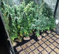 לכיש: מאות שתילי קנאביס בשתי מעבדות ובמשק חקלאי