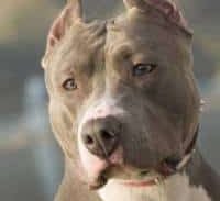 הפיטבול של השכן