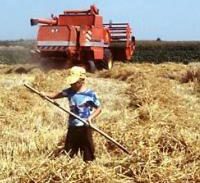 קבלן נקנס ב-90 אלף שקל על העסקת בני 8 וחצי בחקלאות