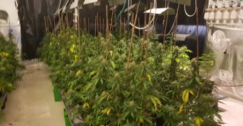 אילת: 10 חודשי מאסר על גידול 69 ק"ג קנאביס במעבדה ביתית
