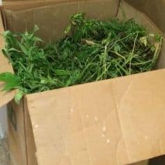 arugot marihuana 3 2014 237