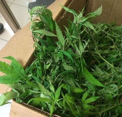 arugot marihuana 2 3 2014