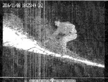 atap charles turgeman