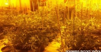 26 חודשי מאסר על גידול 137 ק"ג מריחואנה