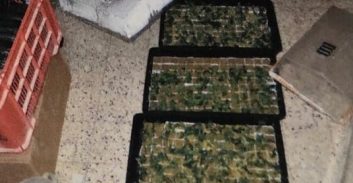 אור יהודה: גידל מריחואנה כדי לכסות חובות כספיים של הוריו