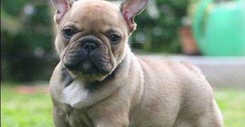 נקמתה של הכלבה סימבה