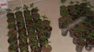 עבודות שירות לצעיר שגידל כשלושה ק"ג קנאביס במושב