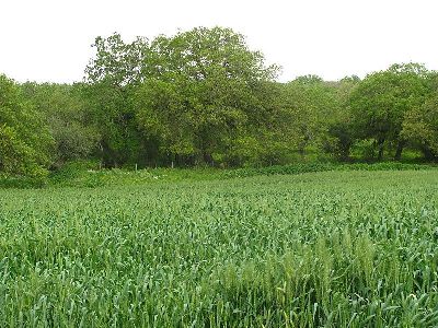 bet lehem haglilit yehudit garinkol