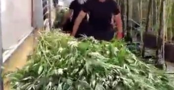 שחרור מוקדם לאחד ממגדלי 5.5 טון מריחואנה בניצני עוז