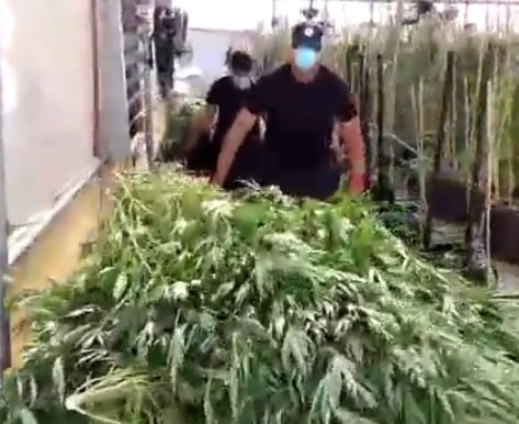 חממת מריחואנה ניצני עוז