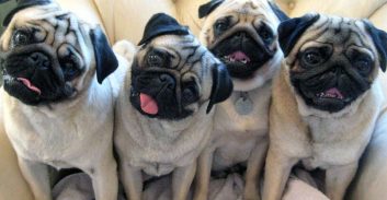 נדחתה תביעת גבר להסדרי ראייה של כלבים