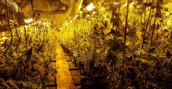 פתח תקווה: 1,800 שתילים במשקל 450 ק"ג נתפסו במעבדת קנאביס בפ"ת