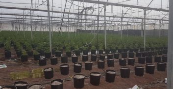 הגיע לדיון כדי לתמוך בחברו, ונעצר על גידול אלפי שתילי מריחואנה