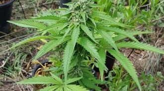 550 שתילי מריחואנה בשטח חקלאי סמוך למושב עמיקם