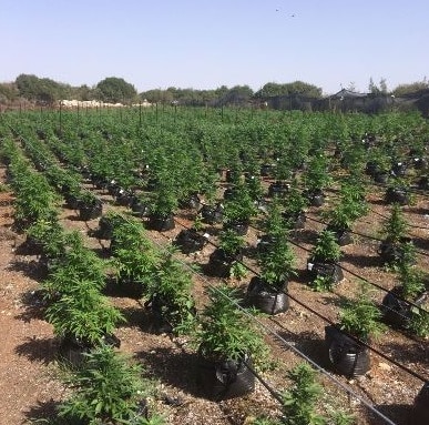 canabis even menahem