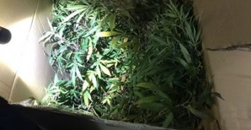 עבודות של"צ לנאשם בגידול כ-15 ק"ג קנאביס