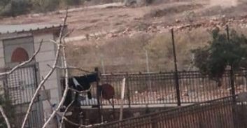 הסוואנה של ימ"ר חוף והעיזים של הכראג'ות